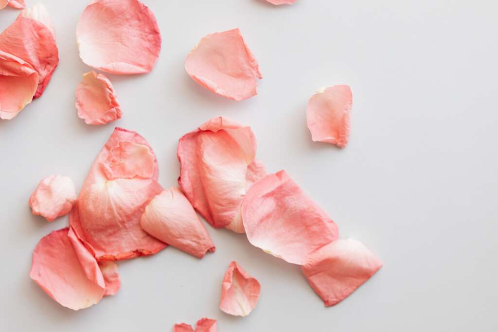 Pétalos de rosa rosa sobre fondo blanco - guía de juguetes para adultos Placer Secreto